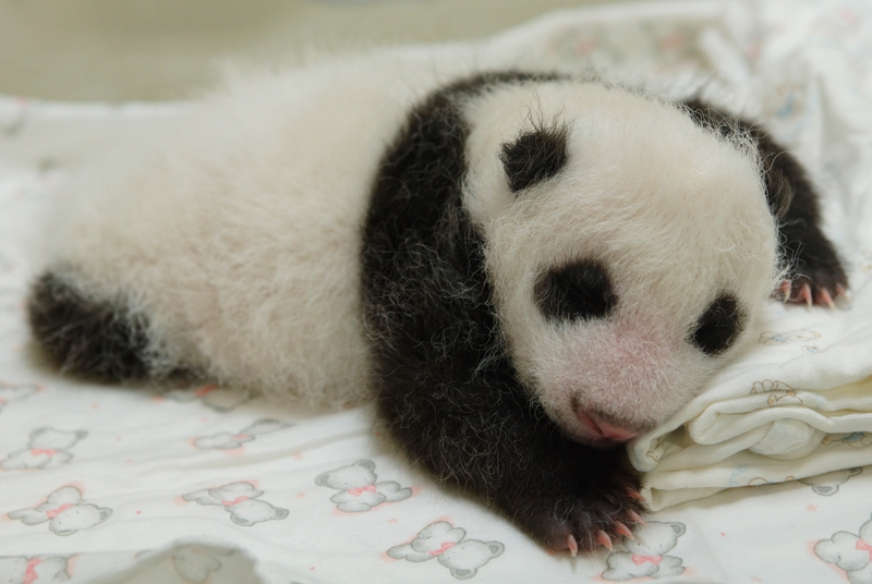 Illustration for article titled BRB, a baby panda with its hands up just slayed us with cuteness